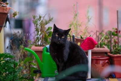 黑猫在绿色塑料喷壶
